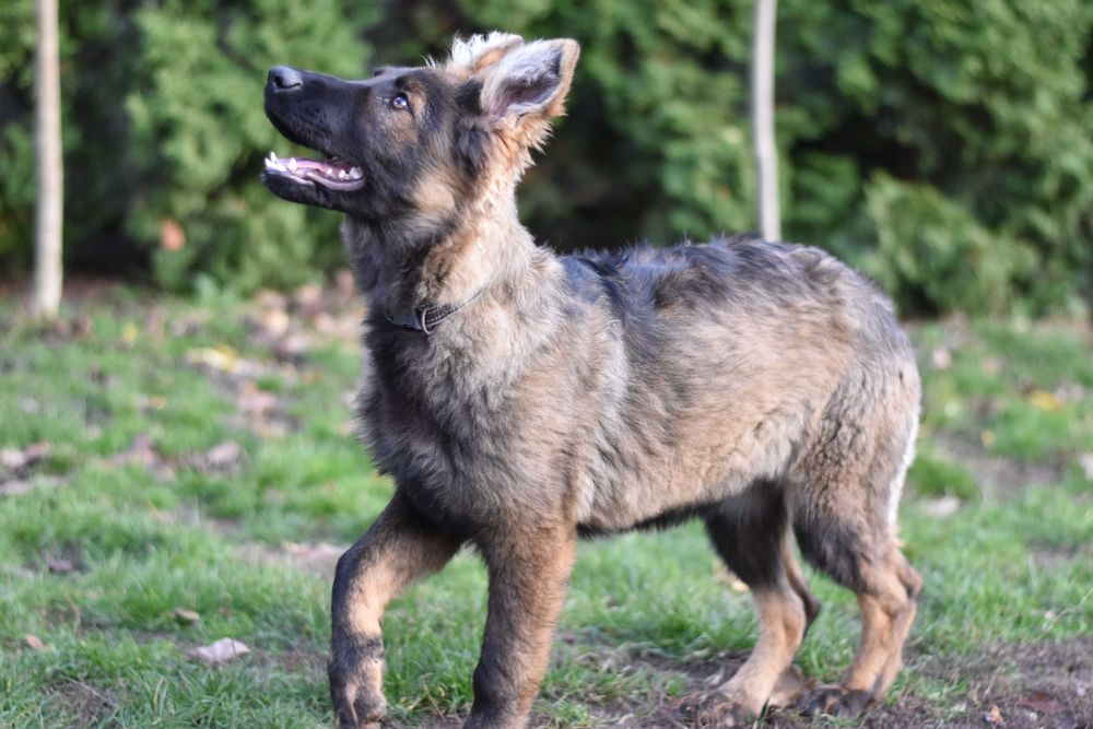 Owczarek Staroniemiecki ... ( Długowłosy czarny  / wilczasty  )