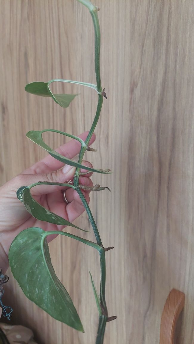 Epipremnum pinnatum variegata