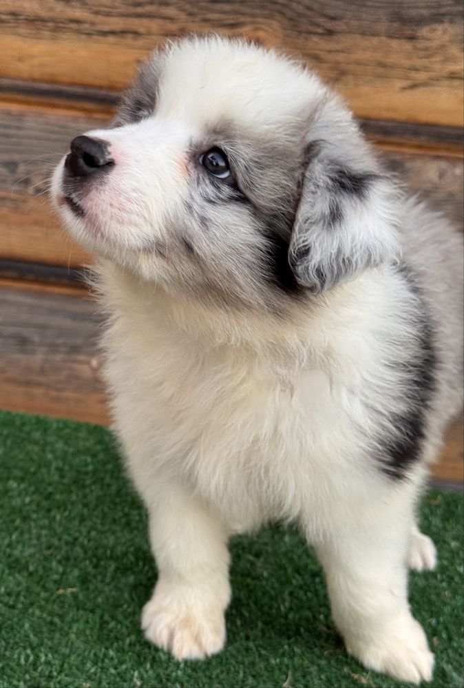 Border Collie Piesek  FCI.  Top