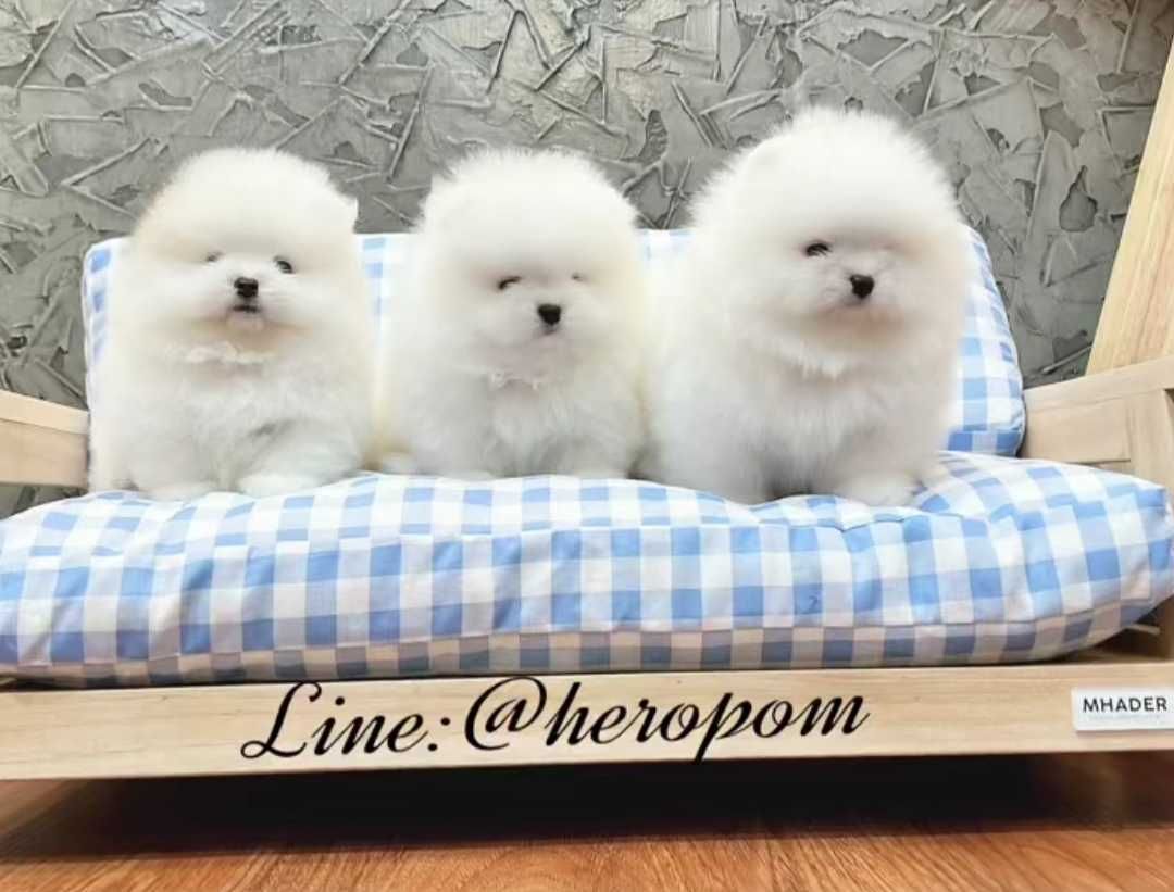 Okazja!!! Maleńki miś boi pomeranian mini xs