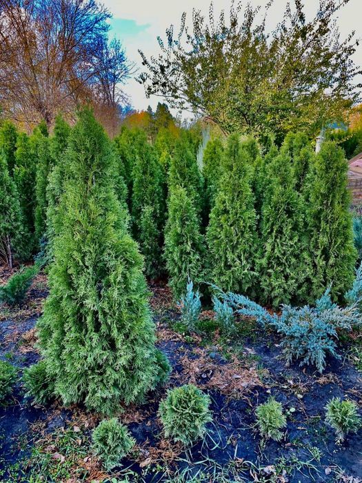 Туя смарагд Колумна Брабант Кипарисовик Лавсона Ялинка Коніка Дейзі