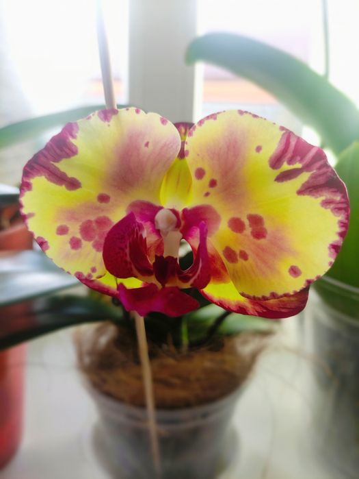 Орхідея Мікі Кроун
