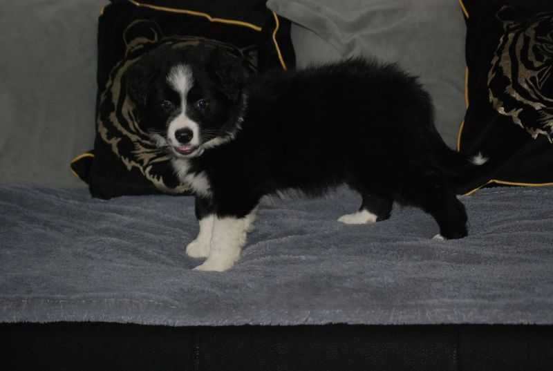 Piesek Border Collie czarno-biały chłopak