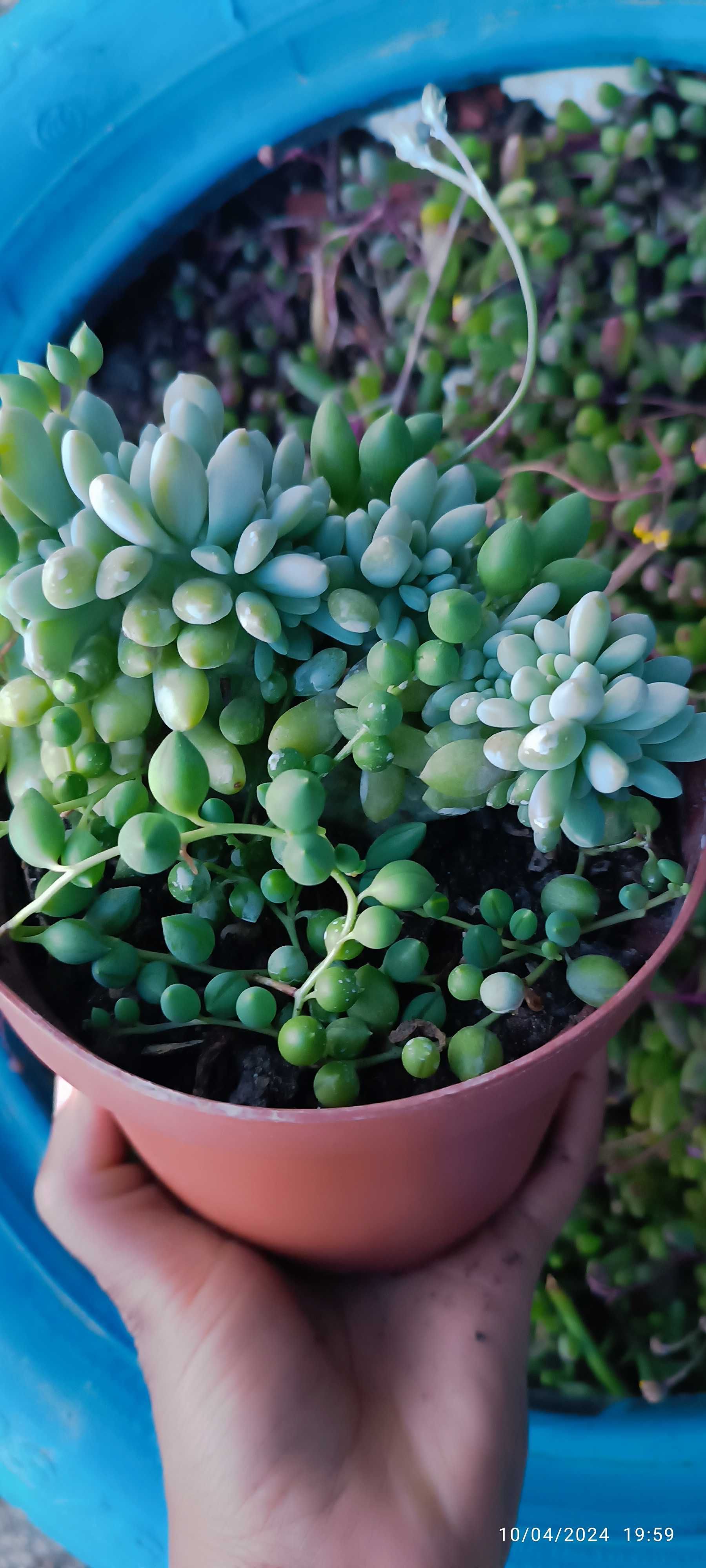 Suculenta pachyveria clavifolia Cristata linda para sua coleção