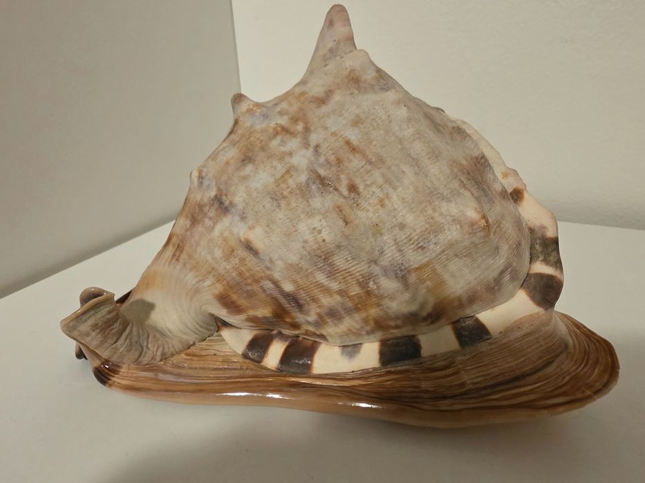 Морская ракушка,мушля