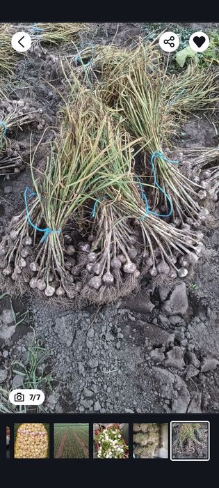 Czosnek Jarus wiosenny od Rolnika