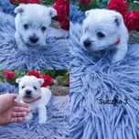 West Highland White Terrier