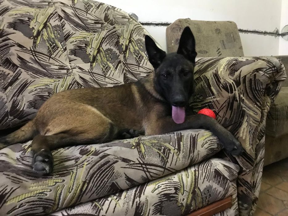 Бельгійська вівчарка