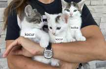 Kotki 8 tygodniowe