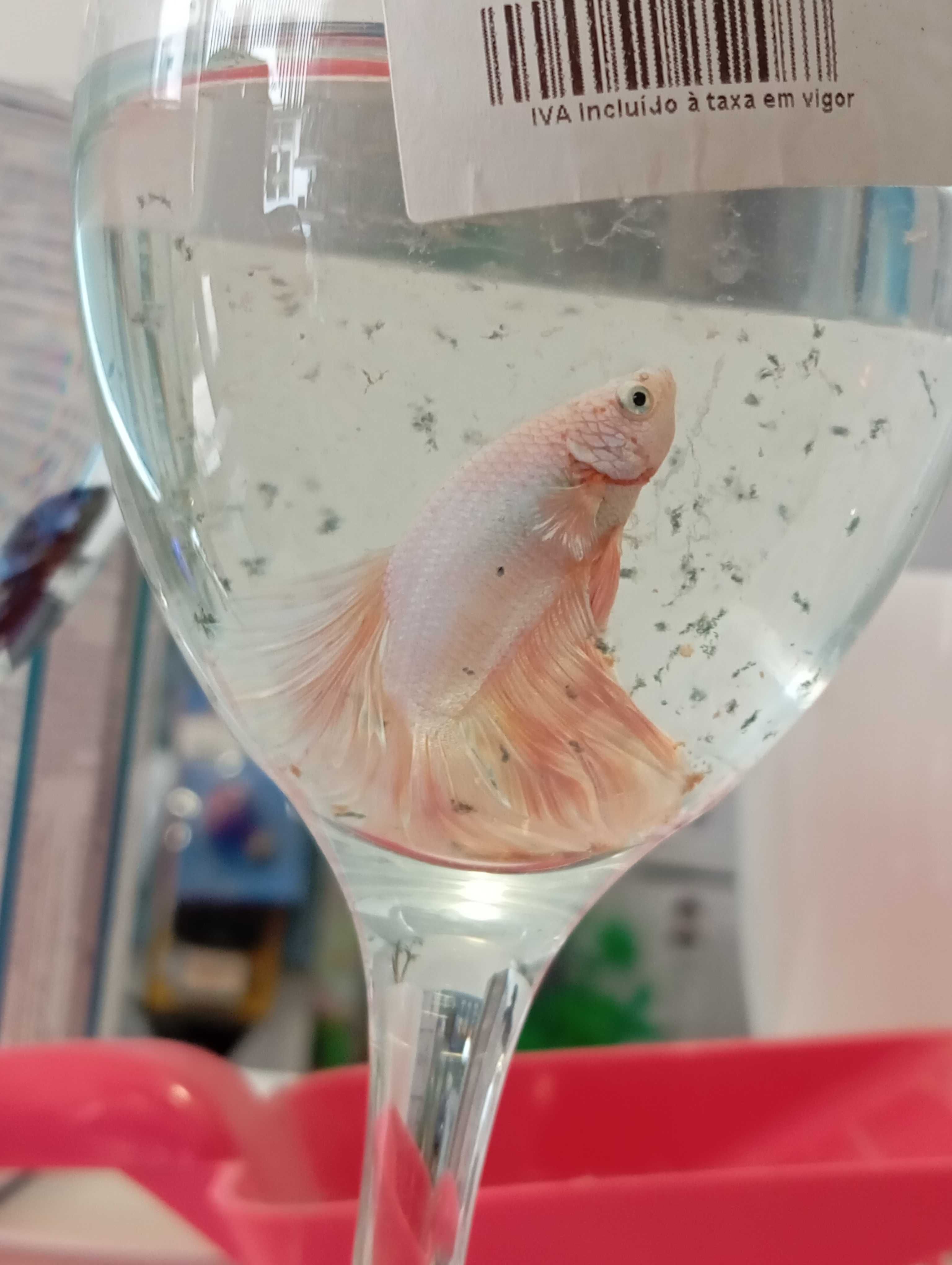 Betta Super Delta
