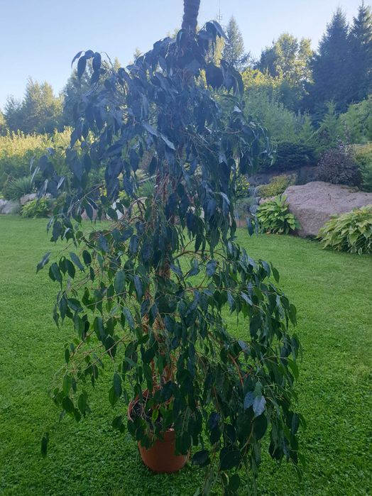 Sprzedam Fikus Benjamin 180 cm