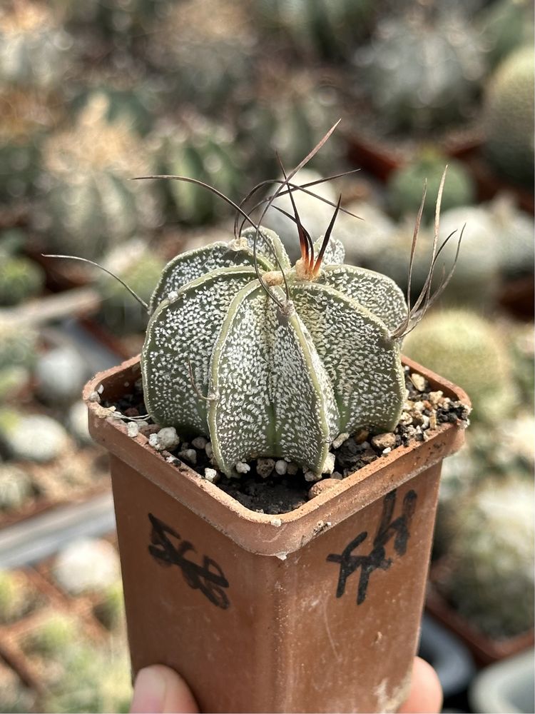 Кактус Астрофітум Astrophytum capricorne