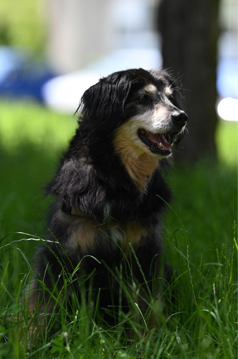 Gapek szuka domu tymczasowego lub stałego