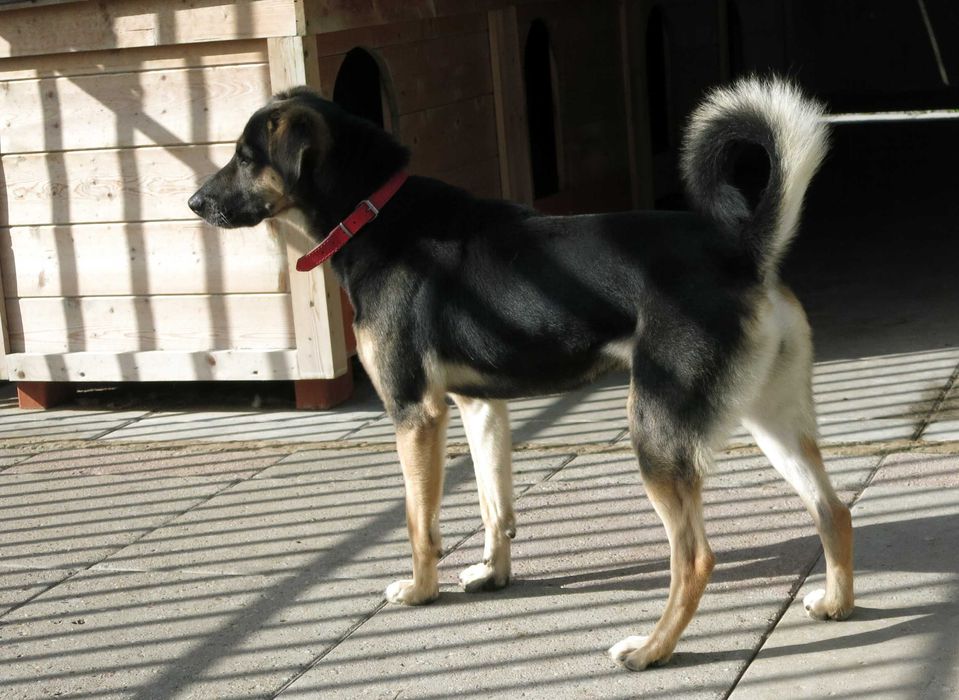 Layla, - 8 letnia suczka, potrzebuje troskliwego domu