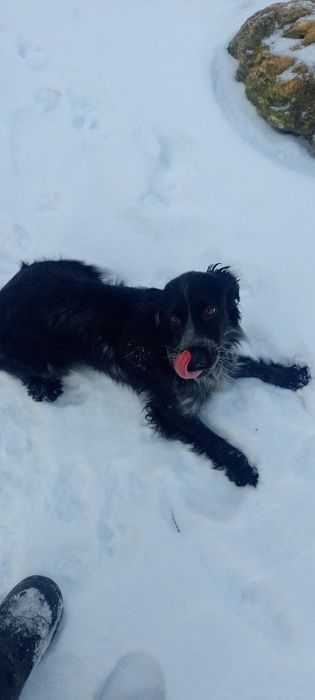 Вязка русский спаниель.