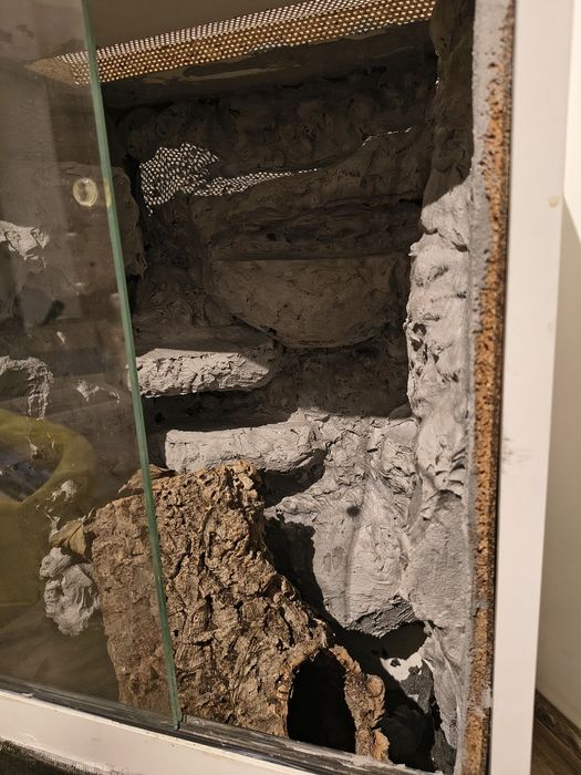 Terrarium gekon orzęsiony