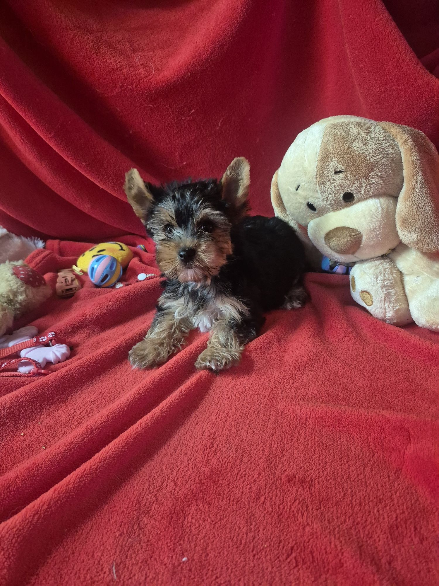 Yorkshire Terrier Macho Criadora Registada PT 3088 FL