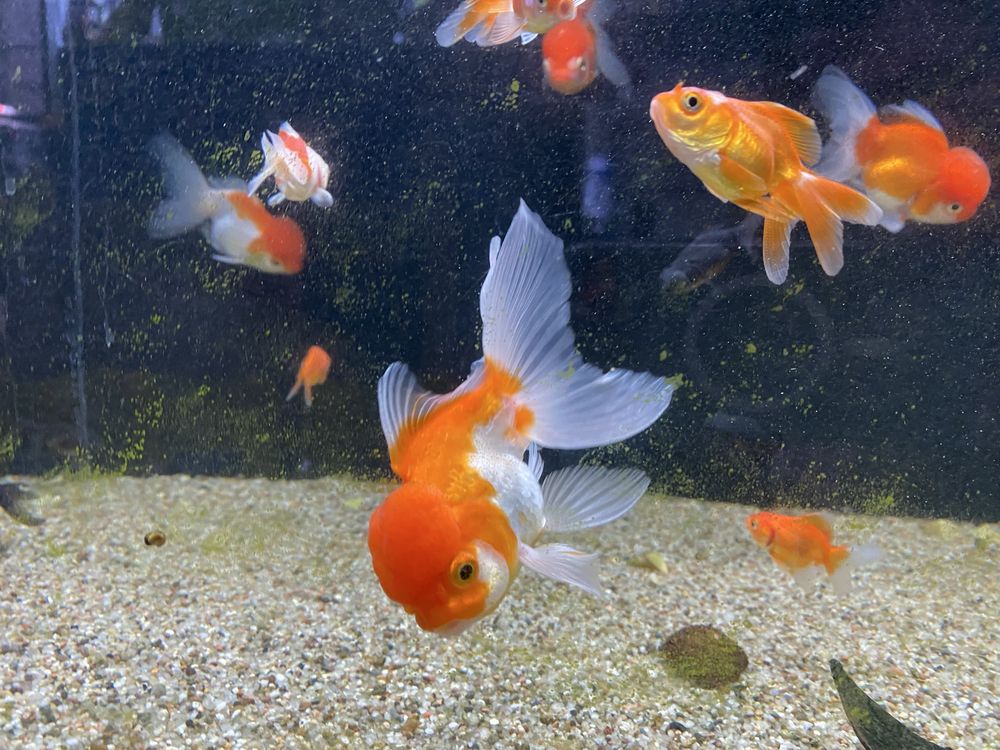 Welony Oranda, oraz teleskop, zimnowodne, do oczek wodnych i akwarium