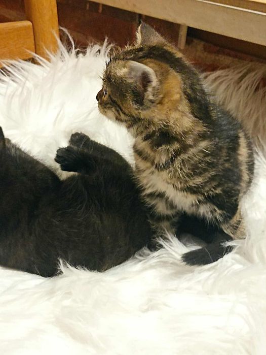 Oddam kotki w dobre rece