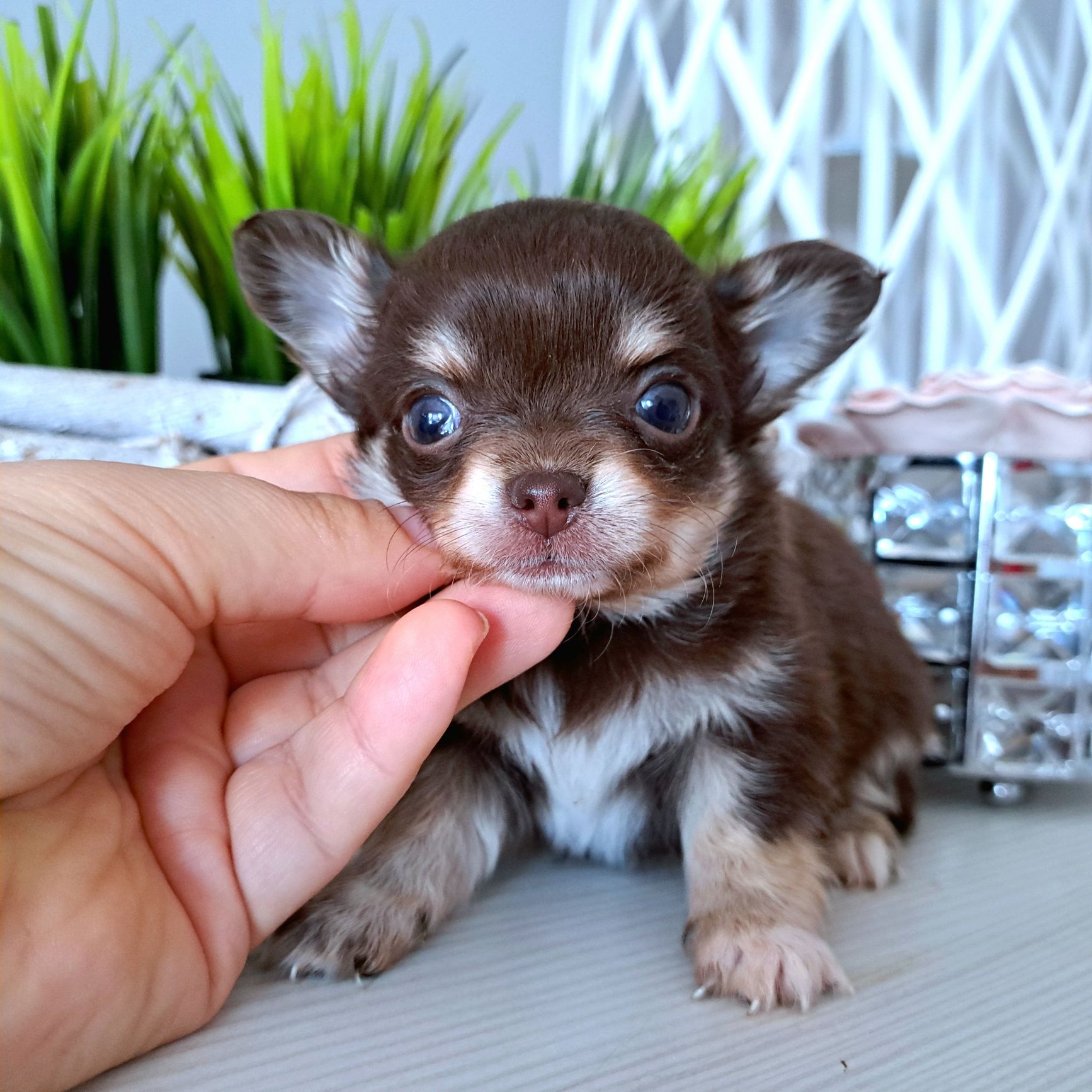 Charlie czekoladowy chłopiec długowłosy  Chihuahua