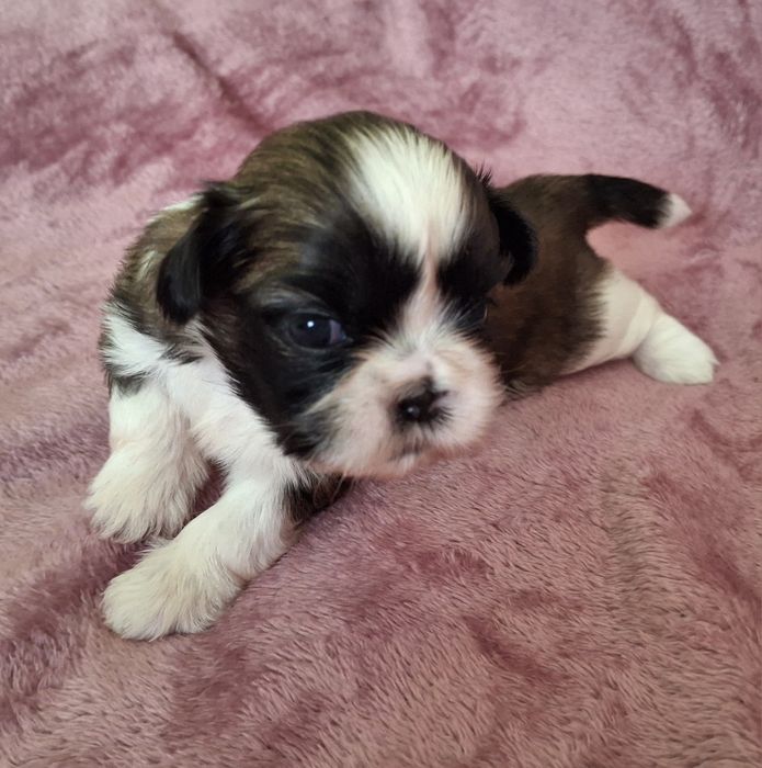 Sunia Shih Tzu tricolor rezerwacja