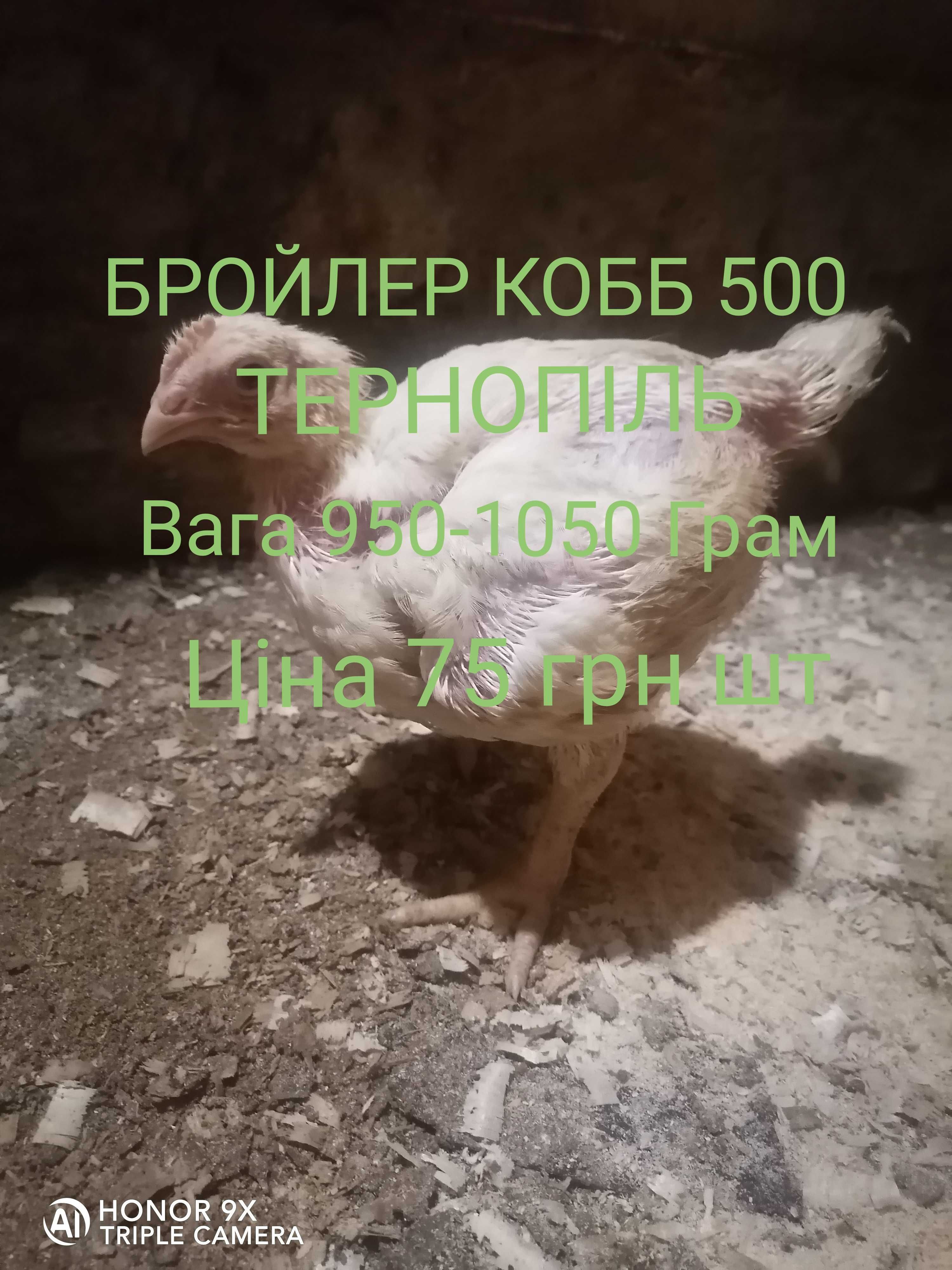 Курчата  950-1050 грам на відрощення.