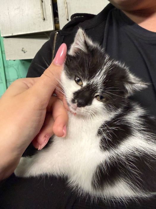 Віддаємо кошенят