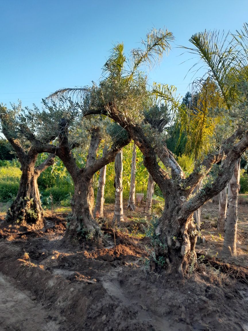 Oliveiras centenarias