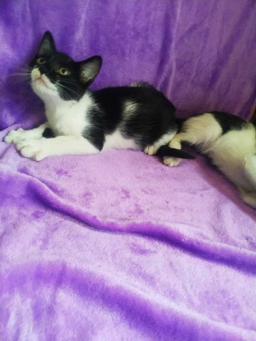 Кумедний хлопчик кошеня 5 міс. в добрі руки!