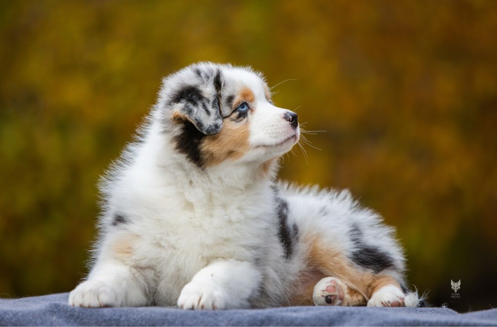 Різноока дівчинка блакитний мармур Австралійська вівчарка (ауссі)