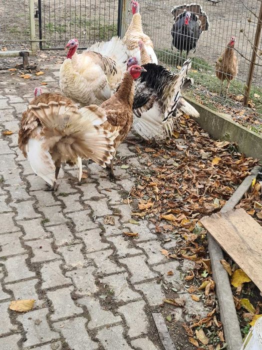 Sprzedam Indyki, Gęsi, Kaczki