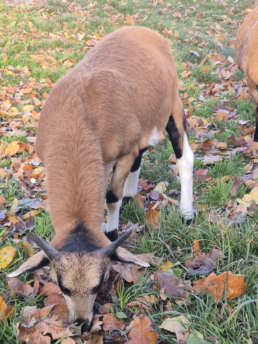 Młode  baranki  sprzedam