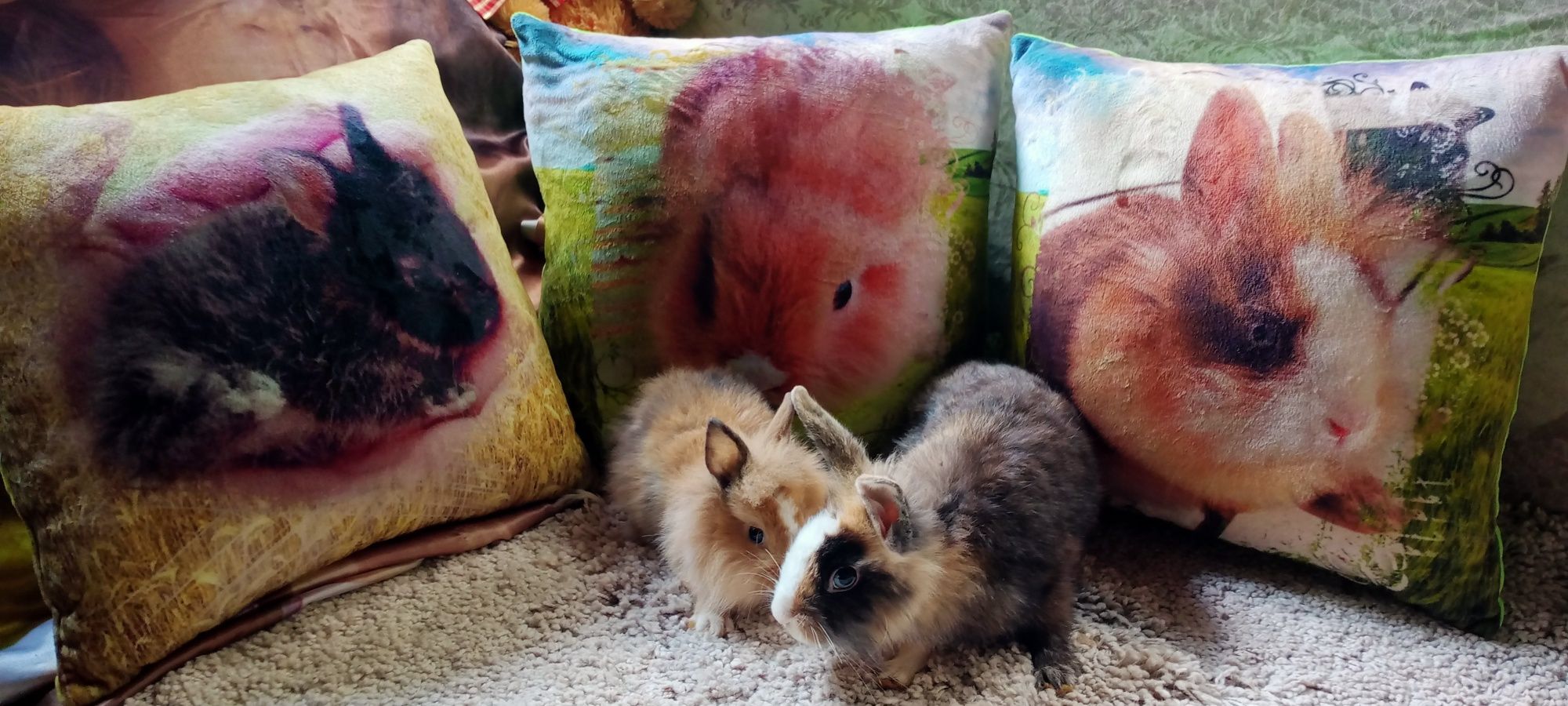 Декоративне кроленятко плюс подаруночок подушка з його фото