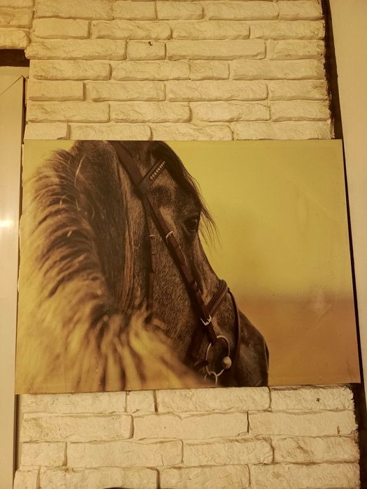 Obraz z koniem 80x60