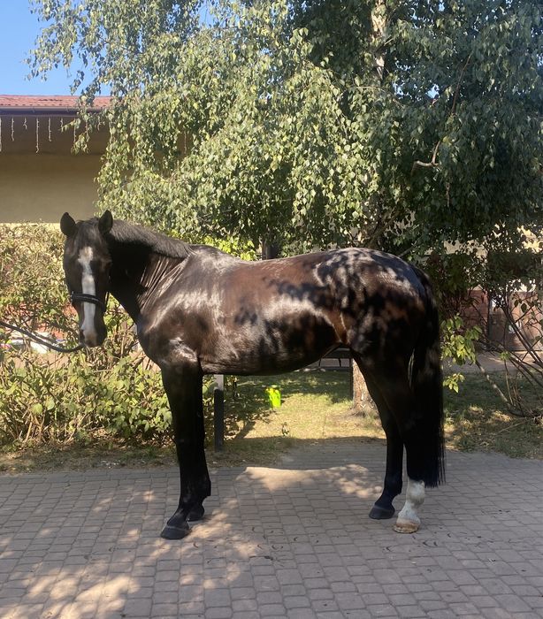 NOWA CENA!!! Skokowa klacz KWPN (Arthos R x Emilion)