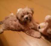 Lhasa apso kuzyn shih tzu