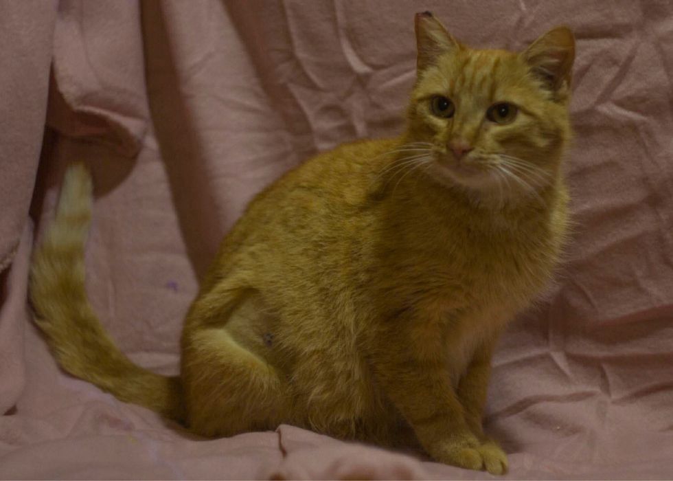 Sliczna ruda kotka szuka kochajacy dom