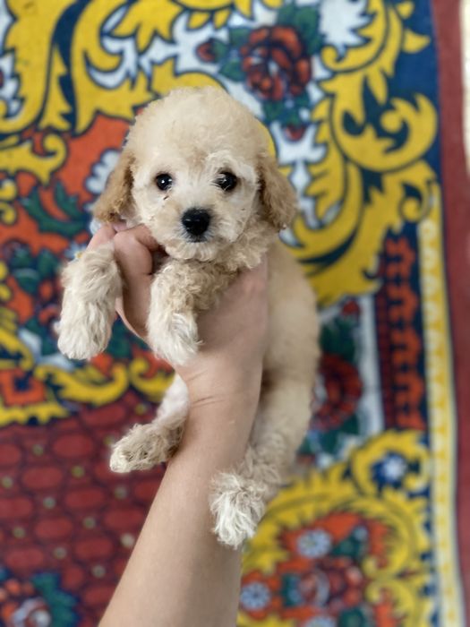 Мальтипу мини девочка