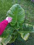 Orelha de elefante, alocasia macroriza