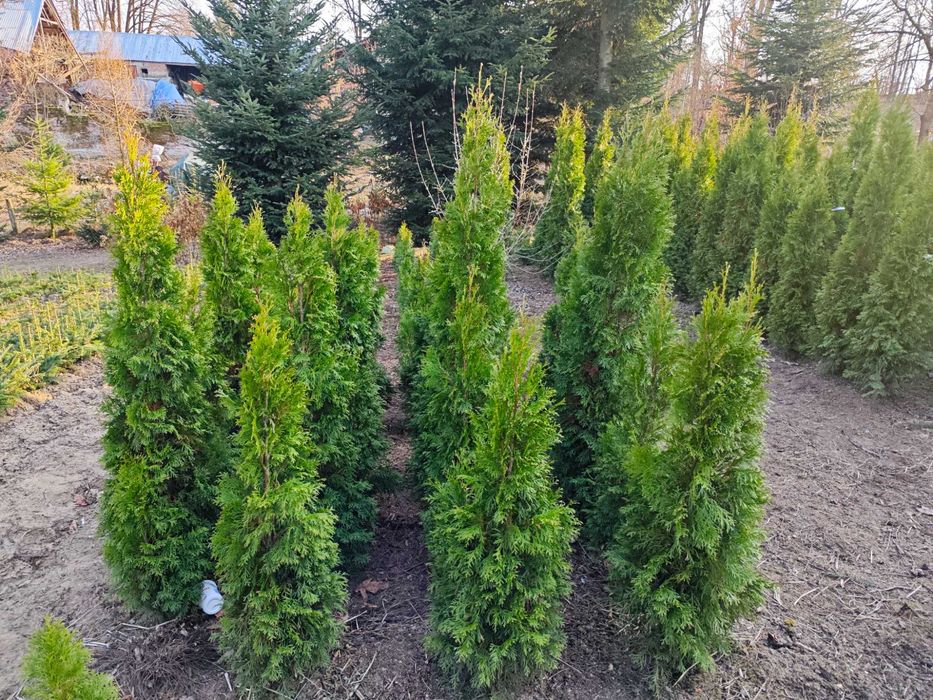 Thuja Szmaragd 120 -200 cm
