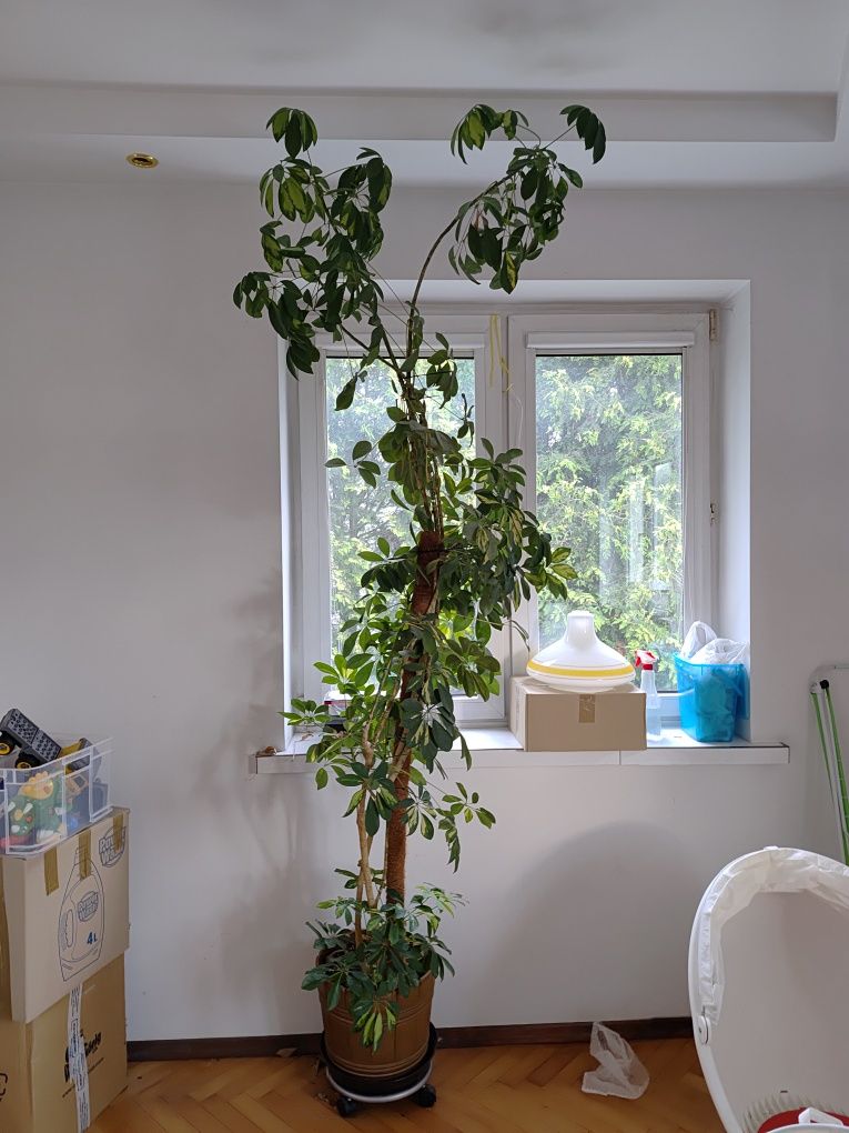 Schefflera szeflera drzewiasta duża 2,5 m