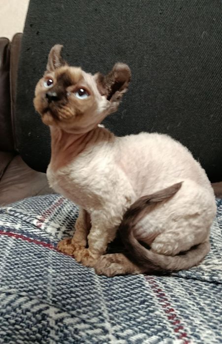 Шикарная девочка эльфийка.