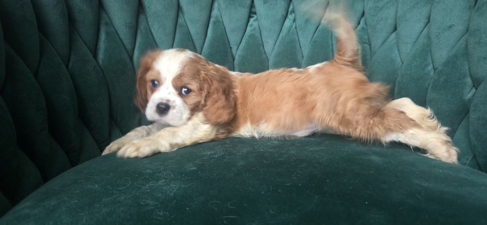 Piesek blenheim cavalier