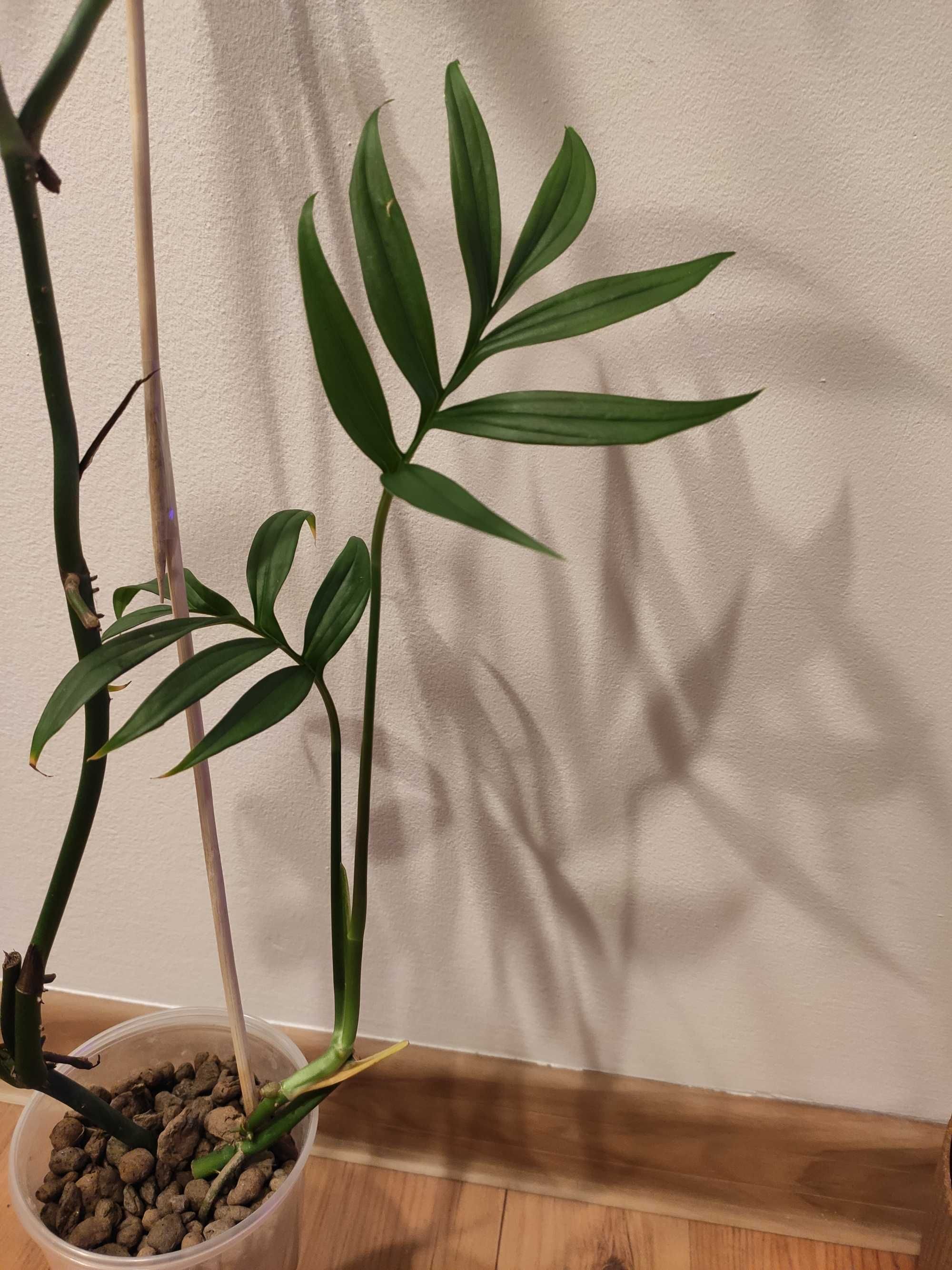 Monstera Subpinnata