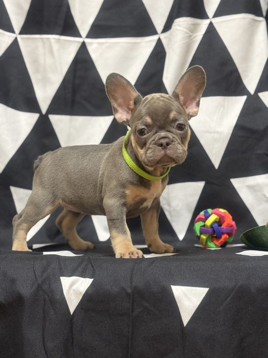 Маленькі непосиди! Розплідник!доставка по Україні та за кордон