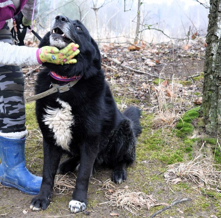 Grot - czarny misiek