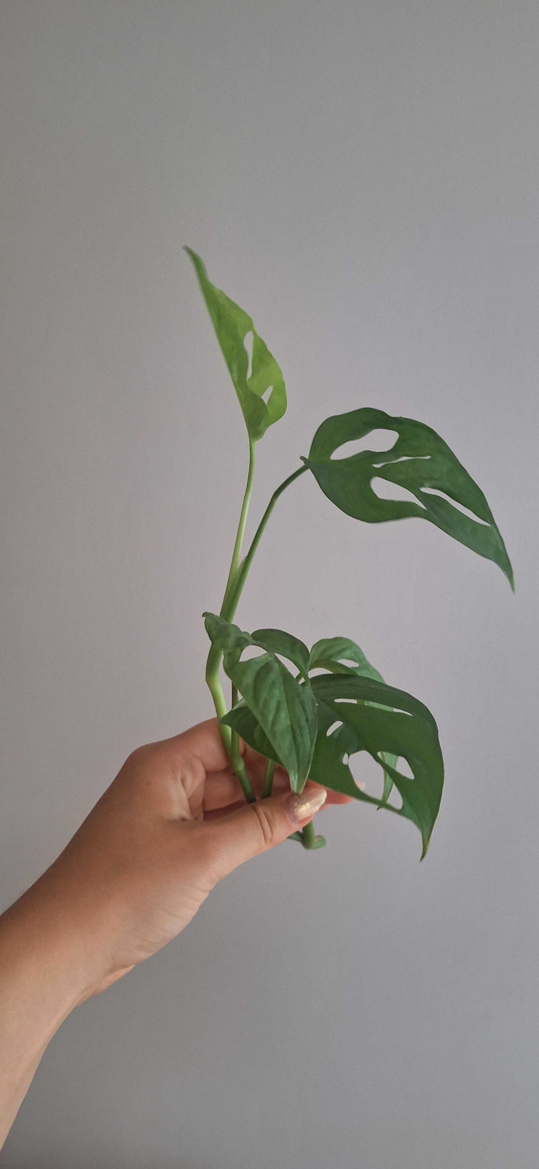 Monstera monkey mask