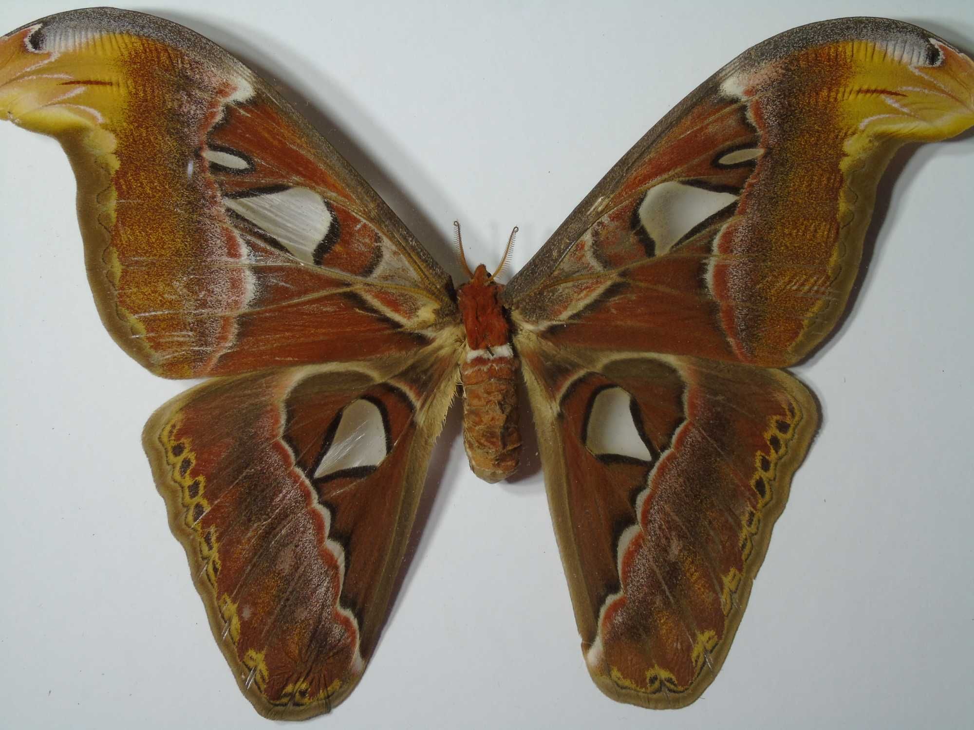 Motyl w ramce / gablotce 27 x 22 cm . Attacus atlas - 210 mm .
