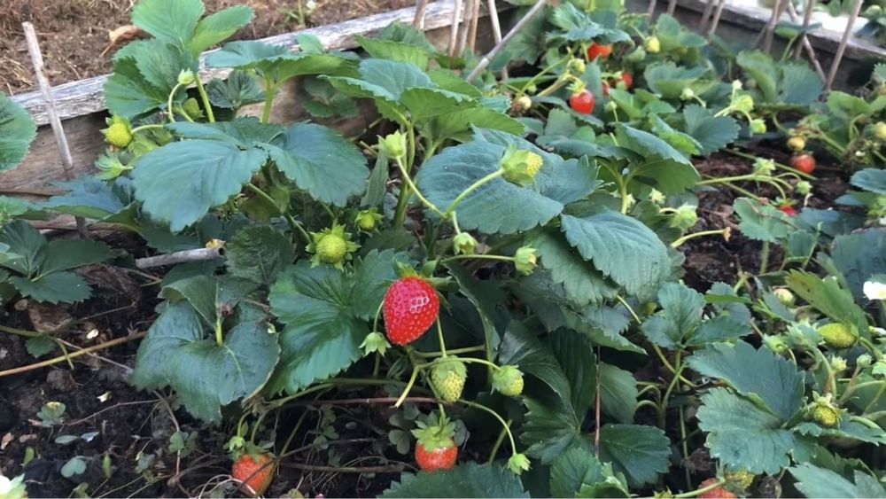 Truskawki sadzonki 50 sztuk