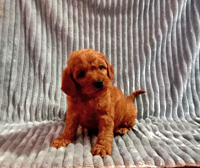 Кокер спанієль + той пудель = кокапу.